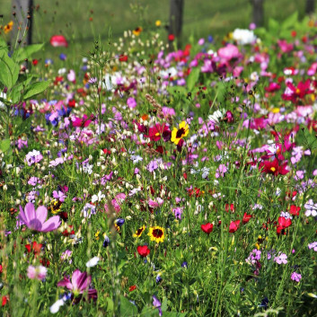 A1 Lawn Wildflower Seeds