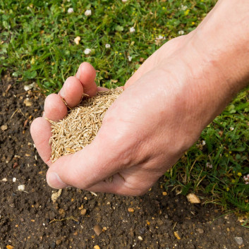 Best Way To Sow Grass Seed