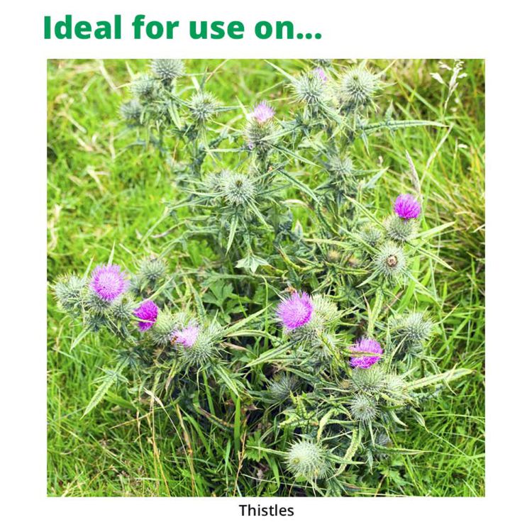 Vivendi 200 1L - Weed Killer for Thistle Control in Grassland
