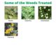 Squire Ultra - Clover Safe Herbicide 
