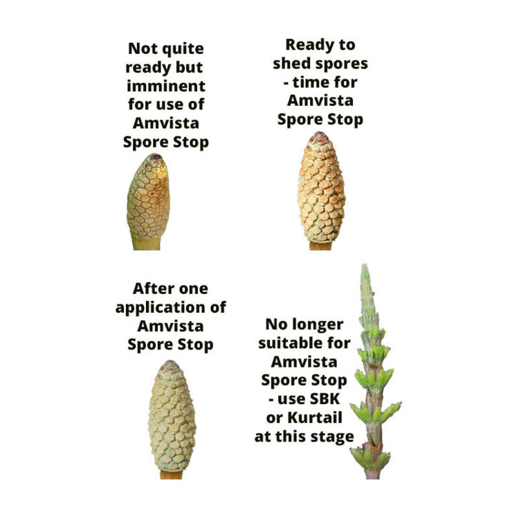 Amvista Spore Stop 250ml - reduces spread of horsetail