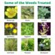 PastureMaster - Controls Ragwort & many other grassland weeds