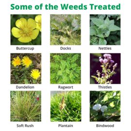 PastureMaster - Controls Ragwort & many other grassland weeds