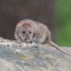 Lantra Awards Level 2 Rodent Management Course Training & Assessment 