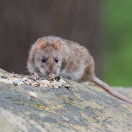 Lantra Awards Level 2 Rodent Management Course Training & Assessment 
