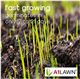 A1 Lawn - Cool start Grass Seed 5KG