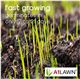 A1 Lawn - Parks & Fields Grass Seed 5KG