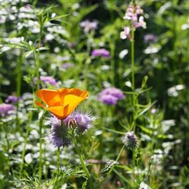 A1WILD Bees and Pollinators 100% Wildflower Seed Mix 