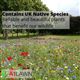 A1WILD Bees and Pollinators 100% Wildflower Seed Mix 