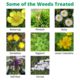Depitox  500 - Grassland Weedkiller Boom & Spot Spraying Approval