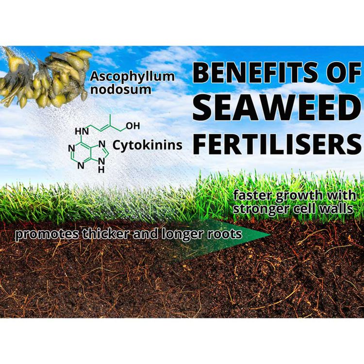 Maxicrop Tomato Fertiliser - 10L  with Seaweed