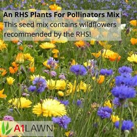 A1WILD Meadow Economy 80:20 Wildflower and Grass Seed Mix