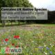 A1WILD Meadow Economy 80:20 Wildflower and Grass Seed Mix