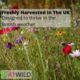 A1WILD Shaded Woodland 100% Wildflower Seed Mix