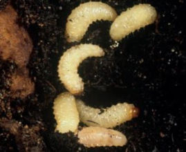 Seeka - Biological Nematode Control of Vine Weevil (2 sizes)