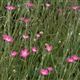 A1 Lawn 100% Cornfield Wildflower Seed Mix, 1kg (200m2)